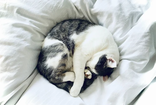 Various pets covered by insurance